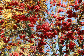 Branches of autumn mountain ash or rowan with bright red berries