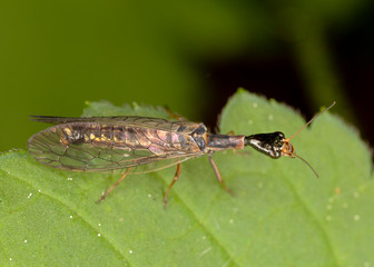 Raphidiidae is a family of snakeflies in the order Raphidioptera. Subilla aliena, a species of snakefly (Raphidiidae family), a group of insects comprising the order Raphidioptera