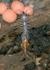 Obraz na płótnie Canvas Centipedes are predatory arthropods belonging to the class Chilopoda. 