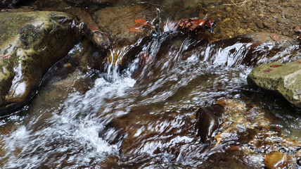 stream in forest