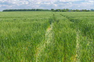 Spring landscape with rut in unripe wheat field in Ukraine