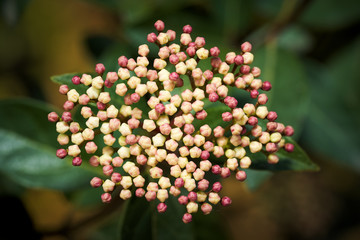 Fiori primaverili in Piemonte - Italia