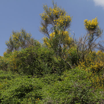 Yellow Broom In Stark Contrast To The Blue Sky