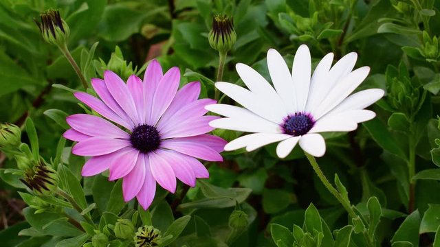 African daisy (Osteospermum) with whithe and pink blossom