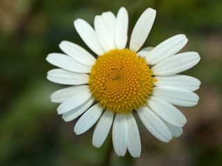 Obraz premium Margherita 