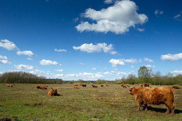 Hochlandrinder 