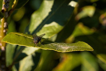 Mosca