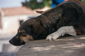 A dog is sleeping in public