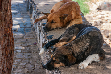 A group of dogs sleeping in the shadows