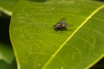 Mosca
