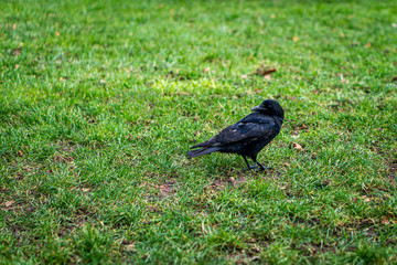 Black crow on the grass