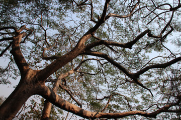 tree in a park in luang prabang (laos)