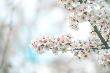 White cherry blossom in springtime
