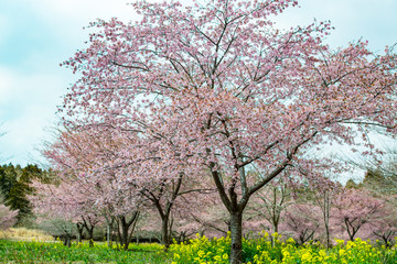 Fototapeta premium 長湯温泉の大漁桜