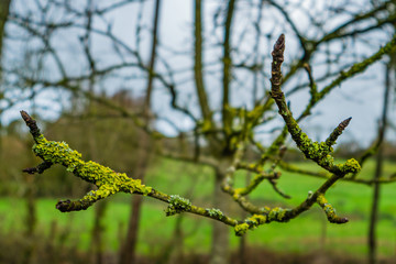 branch of a tree covered with fungus