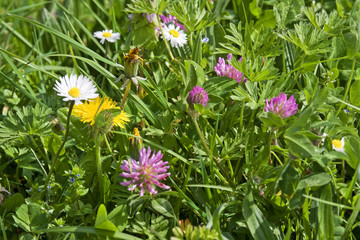 Champ de fleurs © Pictures news