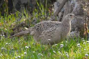 fagiano (Phasianus colchicus) in un campo,ritratto femmina