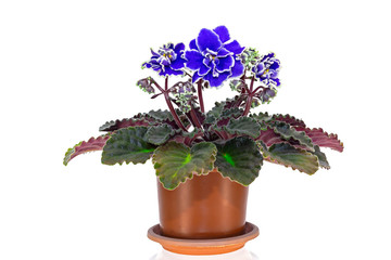 Blue Saintpaulia violet in a pot in full bloom isolated on a white background. Potted African Violet (Saintpaulia ionantha) isolated on white background.