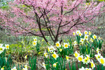 長湯温泉の大漁桜
