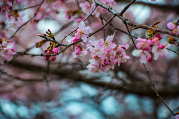 長湯温泉の大漁桜
