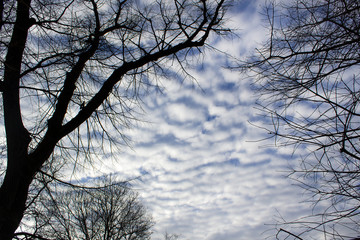 black trees silhouette on blue sky with amazing white clouds shape sky background 