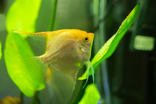 Gold Pterophyllum Scalare in aqarium water, yellow angelfish guarding eggs. Roe on the leaf