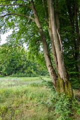 Fototapeta premium An artificial lake built in the middle of the forest as a water retention reservoir in the summer (vertical shot)
