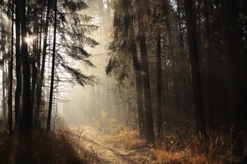 Path through a coniferous forest on a misty morning