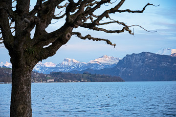 Kahler Baum an der Seepromenande, Vierwaldstättersee, Luzern, Schweiz