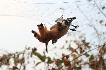 Obraz premium The woodpecker is trapped.