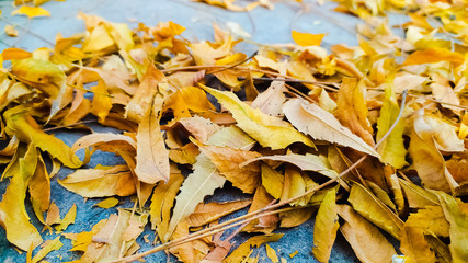 autumn leaves on the ground
