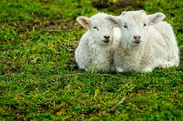 Geschwister kuscheln sich warm im Frühling