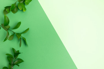 Border frame made of ruscus branches on  green pastel background.