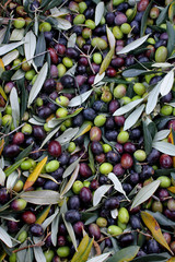 RACCOLTA DI OLIVE PRIMA DELLA SPREMITURA