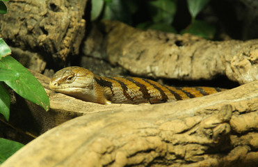 Indonesian blue-tongued skink having rest on the piece of wood - obrazy, fototapety, plakaty