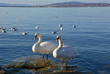 Schwäne in Lachen SZ am Zürichsee