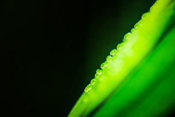 Gold Pterophyllum Scalare in aqarium water, yellow angelfish eggs. Roe on leaf. Selective focus...