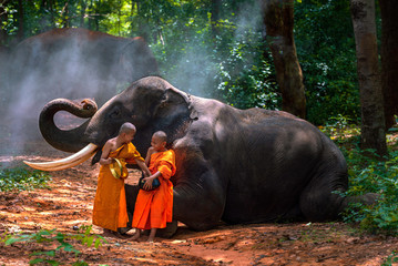 Novices or monks hug elephants. Novice Thai standing and big elephant with forest background. , Tha Tum District, Surin, Thailand.