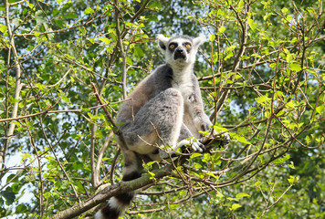 cute ring-tailed lemur (Lemur catta) sitting on the branch of tree