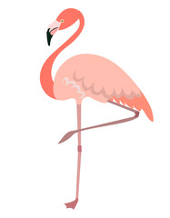 Flamingo standing on one leg. Pink bird in flat style isolated on white background.