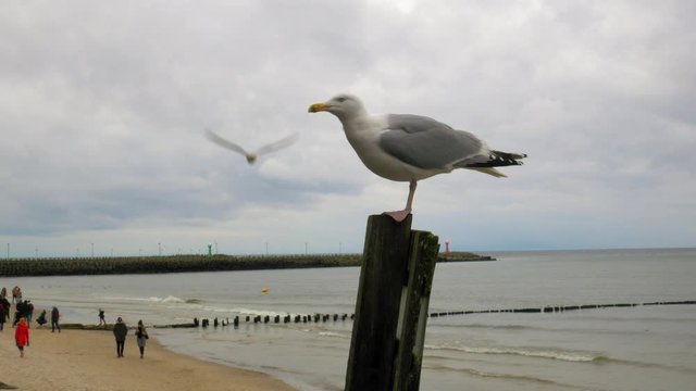 Seagull standing On a wooden pile At Beach while other birds fly around it.