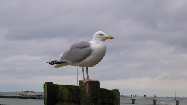 Seagull standing On a wooden pillar At Beach with polish flag in the background.