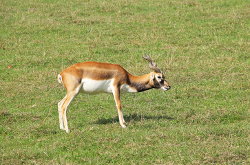 Naklejka na ściany i meble female blackbuck (Antilope cervicapra) grazing on the meadow