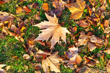 Fallen maple leaves on the grass.