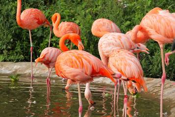 group of beautiful orange flamingos in the pool of water, ZOO Ostrava, Czech Republic