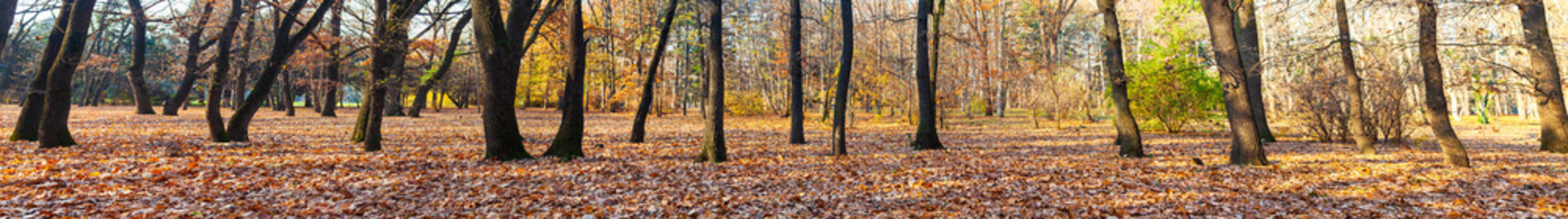 Beautiful autumn park.