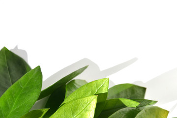 Green branch. The concept of natural ingredients in cosmetology for gentle skin care.
