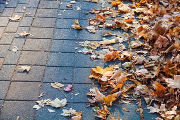 Beautiful autumn park.