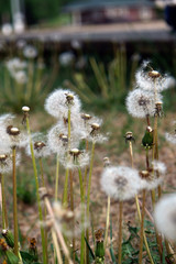 dandelion in the grass