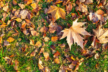 Fallen maple leaves on the grass.